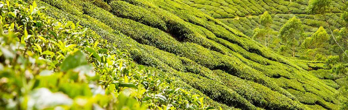 蘭嶺有機(jī)銀毫盒裝 蘭嶺有機(jī)銀毫盒裝