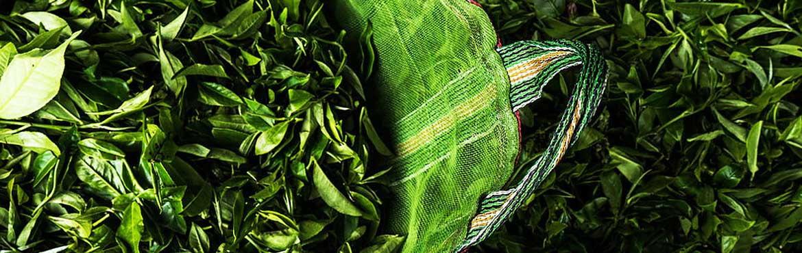 蘭嶺有機(jī)綠茶 蘭嶺有機(jī)綠茶