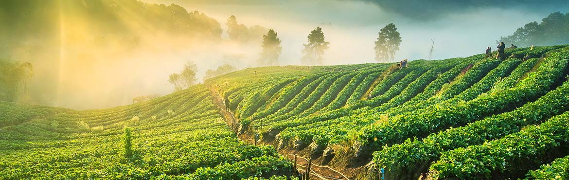 蘭嶺綠茶大葉種 蘭嶺綠茶大葉種